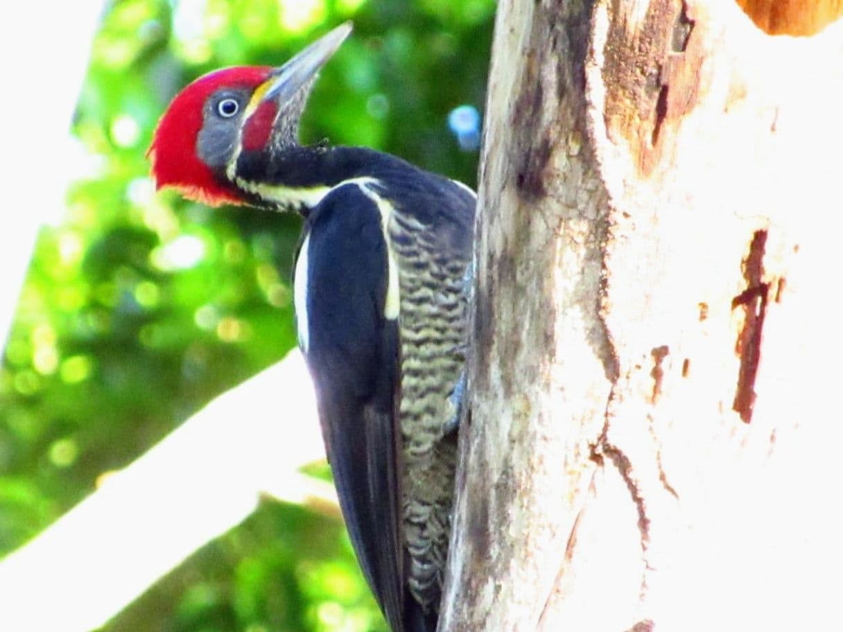 A Rare Tourism Opportunity on Costa Rica’s National Route 702, photo 21