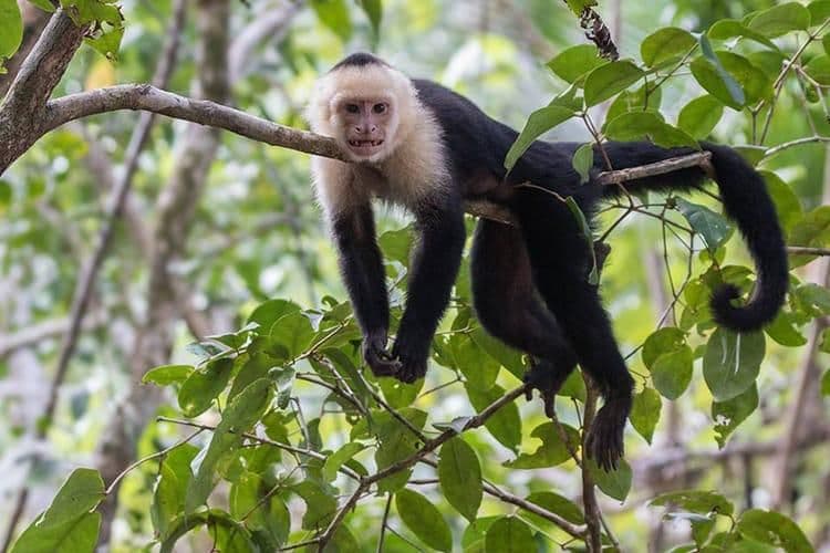 A Rare Tourism Opportunity on Costa Rica’s National Route 702, photo 18
