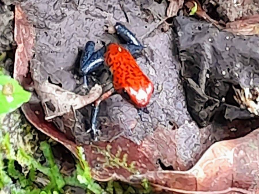 A Rare Tourism Opportunity on Costa Rica’s National Route 702, photo 16