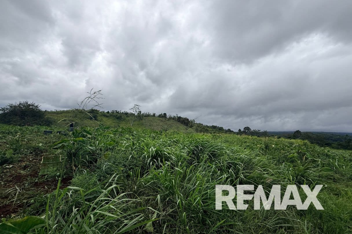 PRODUCTIVE FARM FOR SALE IN SANTA CECILIA, LA CRUZ – GUANACASTE, photo 2