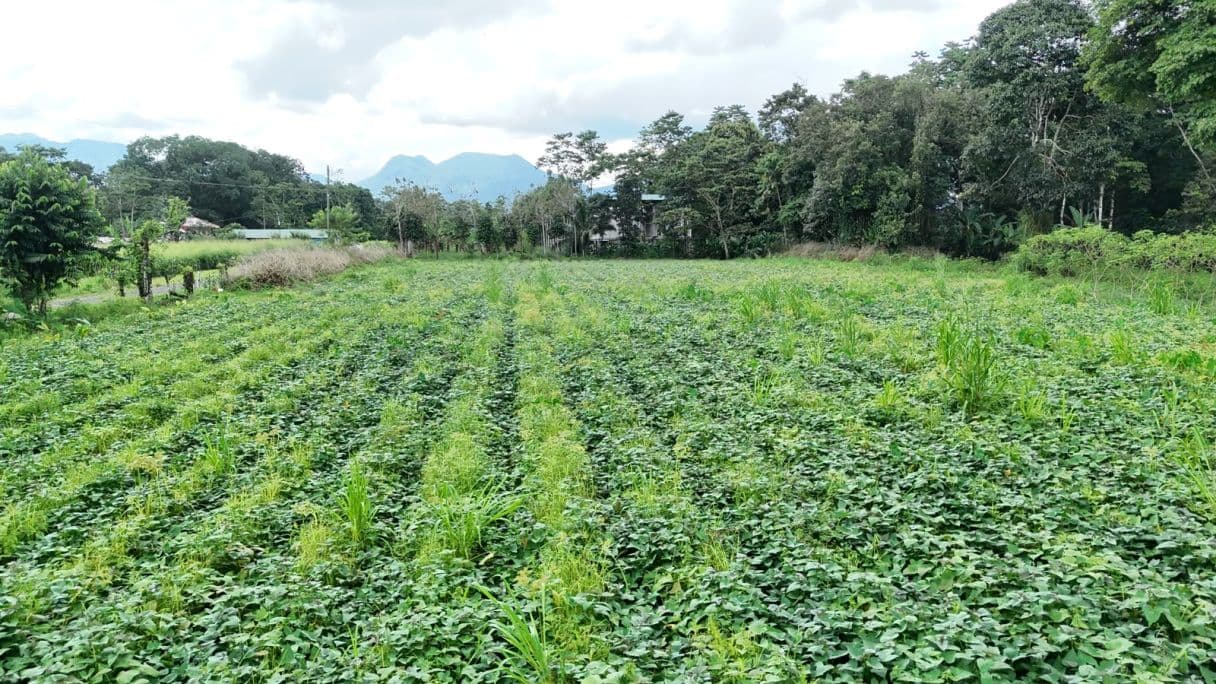 Strategic 5000m2 Lot and High-Yield Opportunity 5 minutes from La Fortuna, photo 5