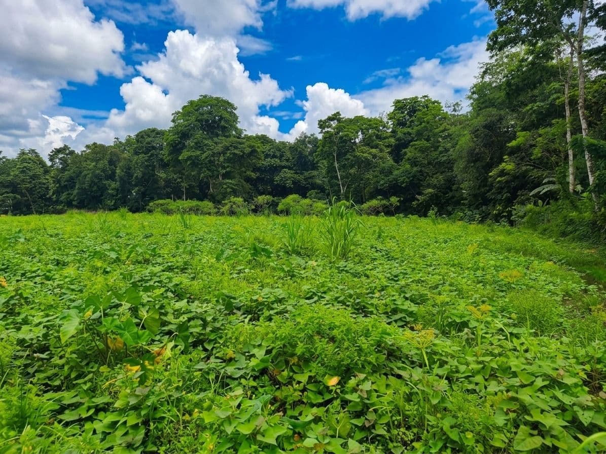 Strategic 5000m2 Lot and High-Yield Opportunity 5 minutes from La Fortuna, photo 4
