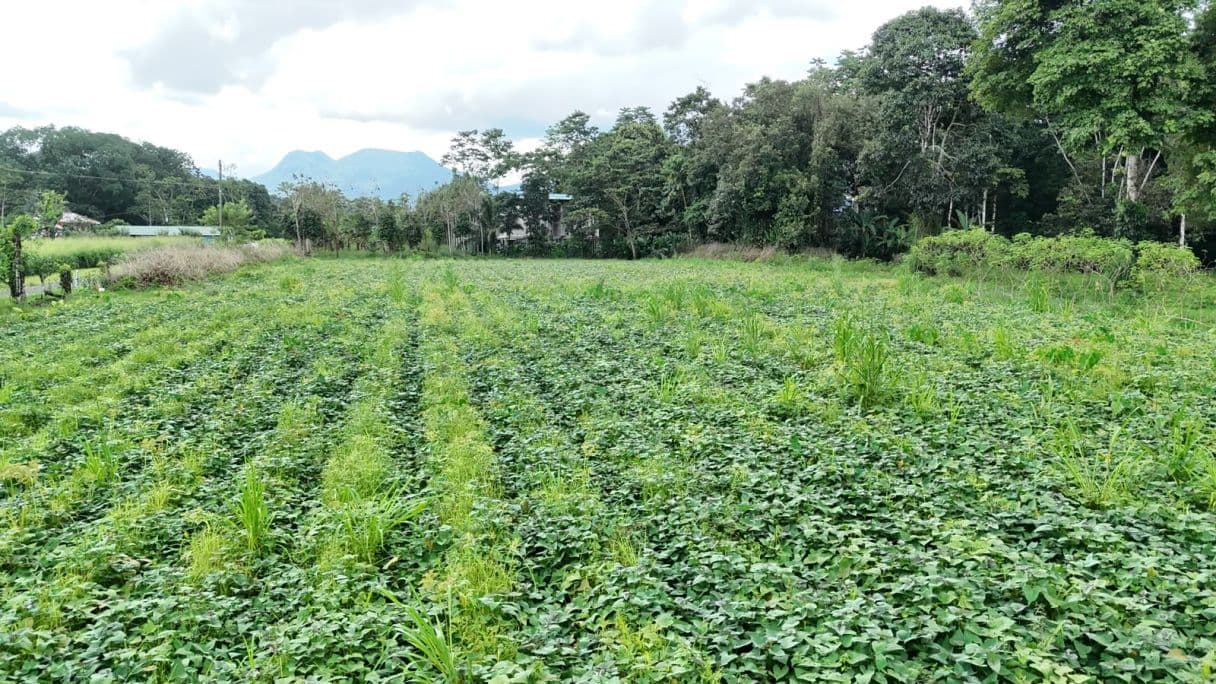 Strategic 5000m2 Lot and High-Yield Opportunity 5 minutes from La Fortuna, photo 6