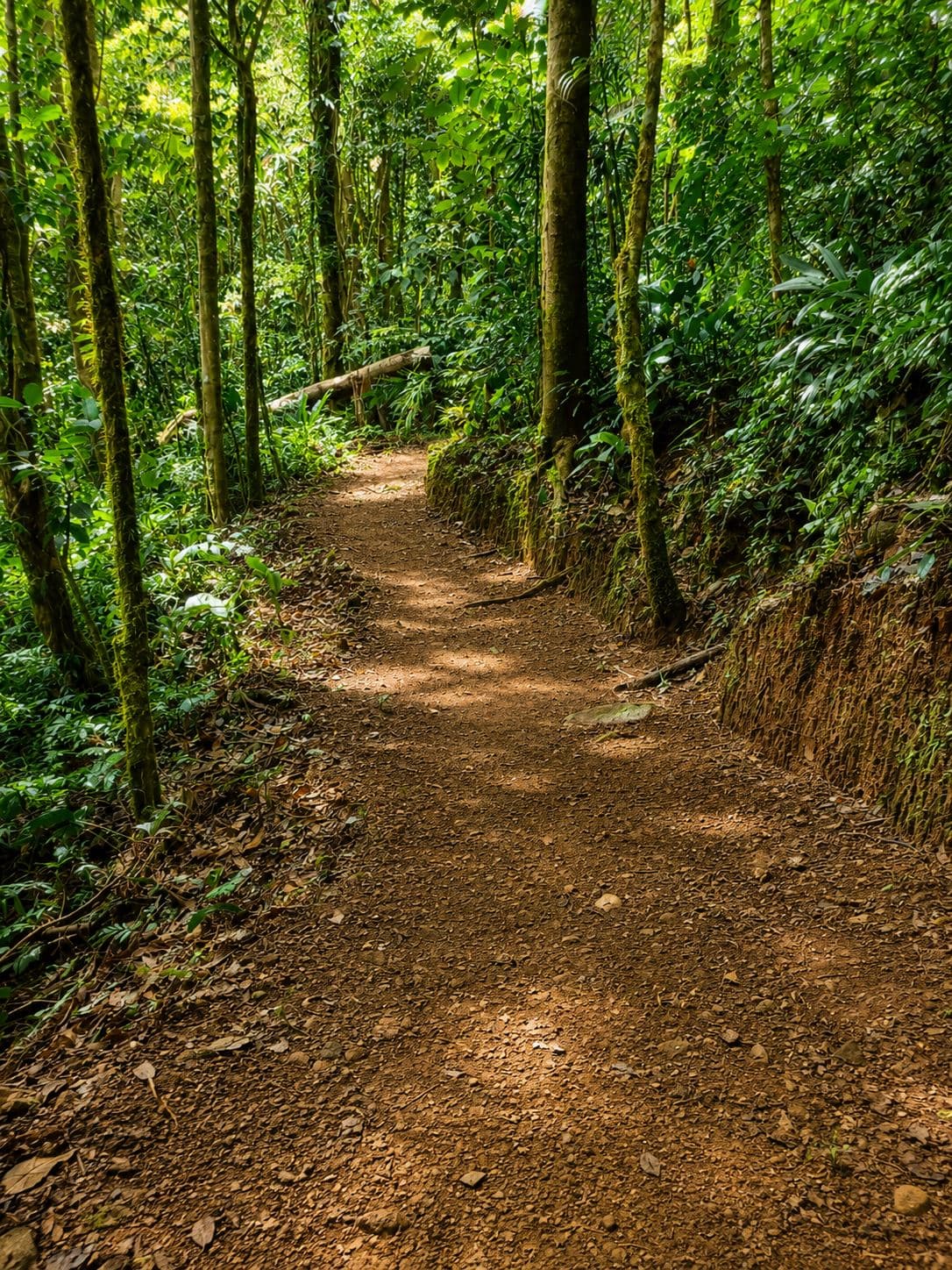 Rare 58-Hectare Conservation & ESG Investment Property with Waterfalls, Thermal Springs, Hydraulic Power and Eco-Lodge Near La Fortuna, photo 5