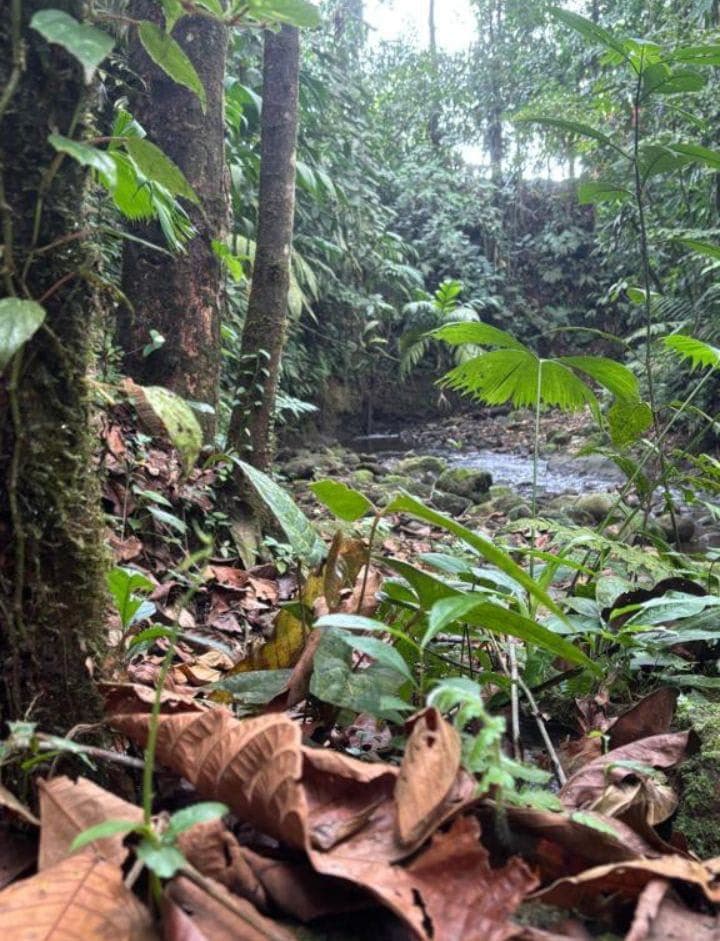 Habana River Lodge Eco Lodge for Sale in La Fortuna Costa Rica, photo 2