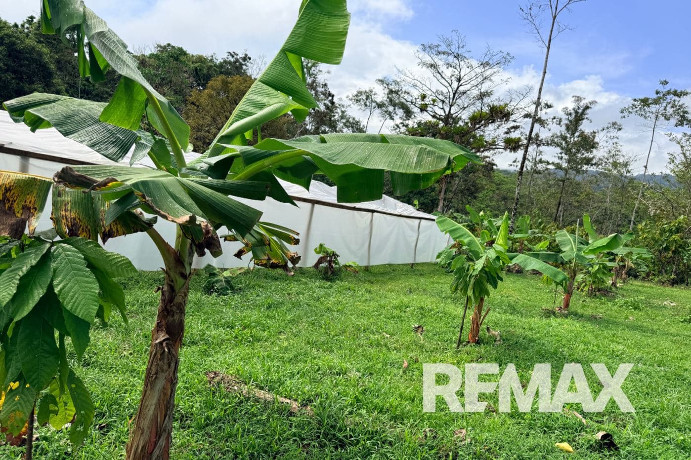 Turnkey Cacao Farm for Sale in Northern Costa Rica 71 Acres, photo 13