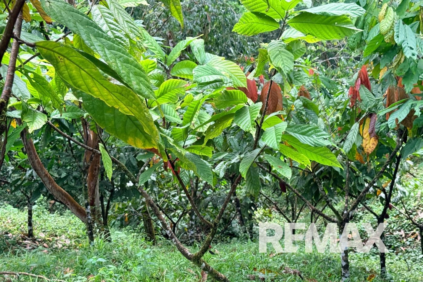 Turnkey Cacao Farm for Sale in Northern Costa Rica 71 Acres, photo 15