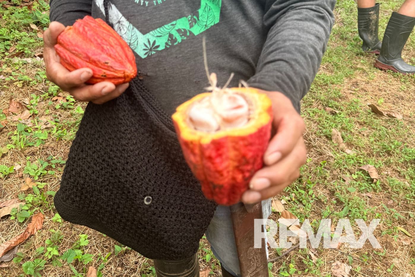 Turnkey Cacao Farm for Sale in Northern Costa Rica 71 Acres, photo 6