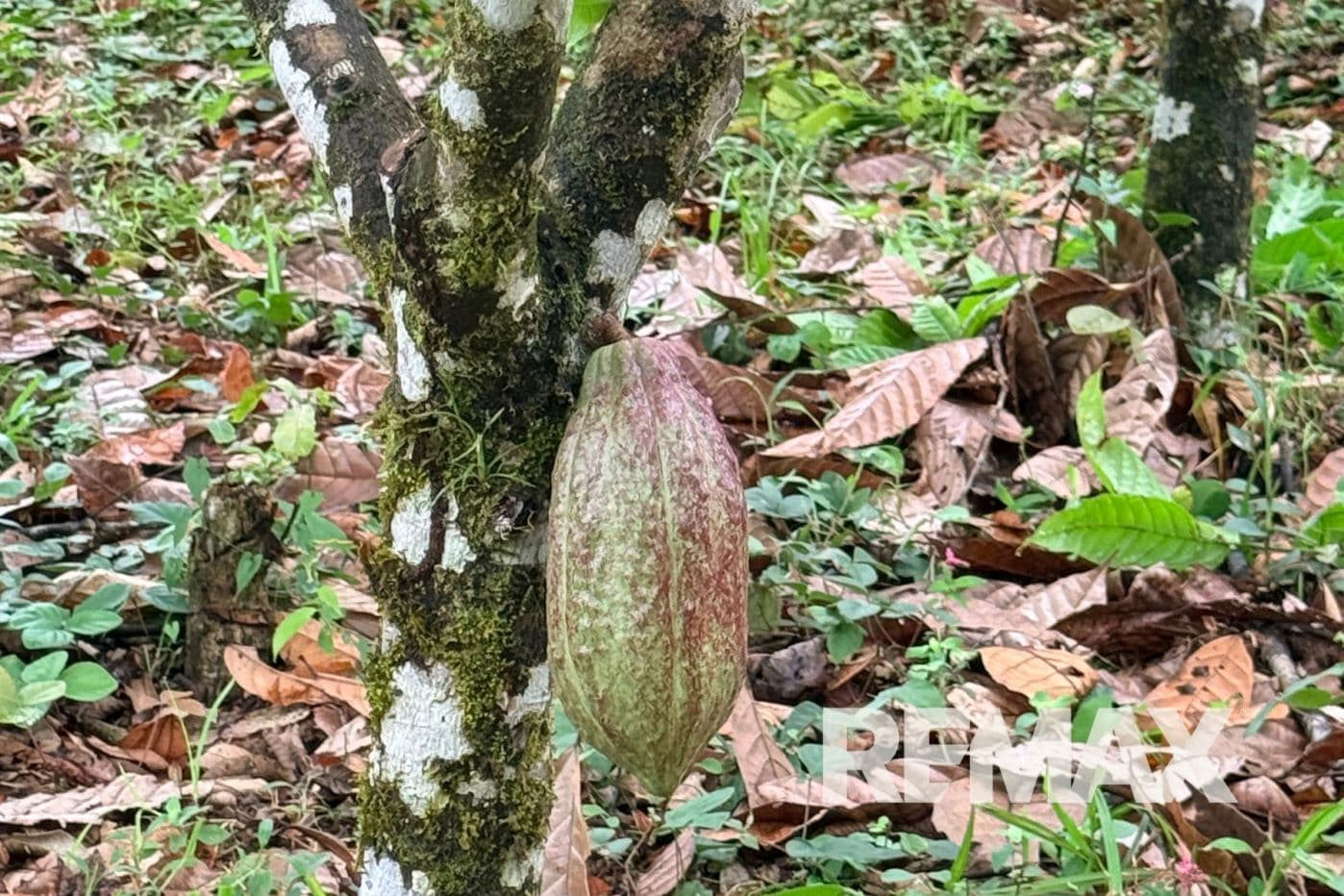 Turnkey Cacao Farm for Sale in Northern Costa Rica 71 Acres, photo 12