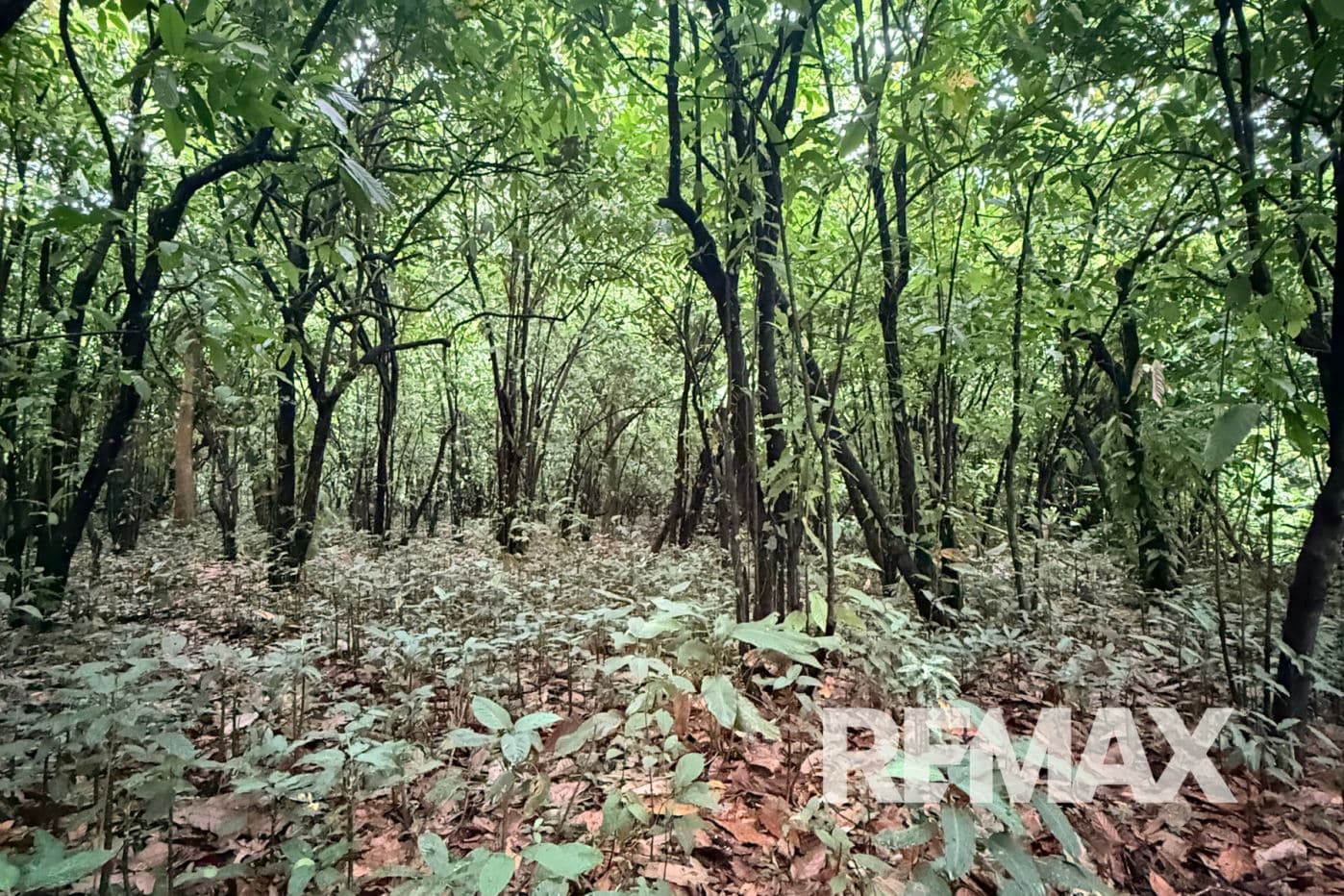 Turnkey Cacao Farm for Sale in Northern Costa Rica 71 Acres, photo 18