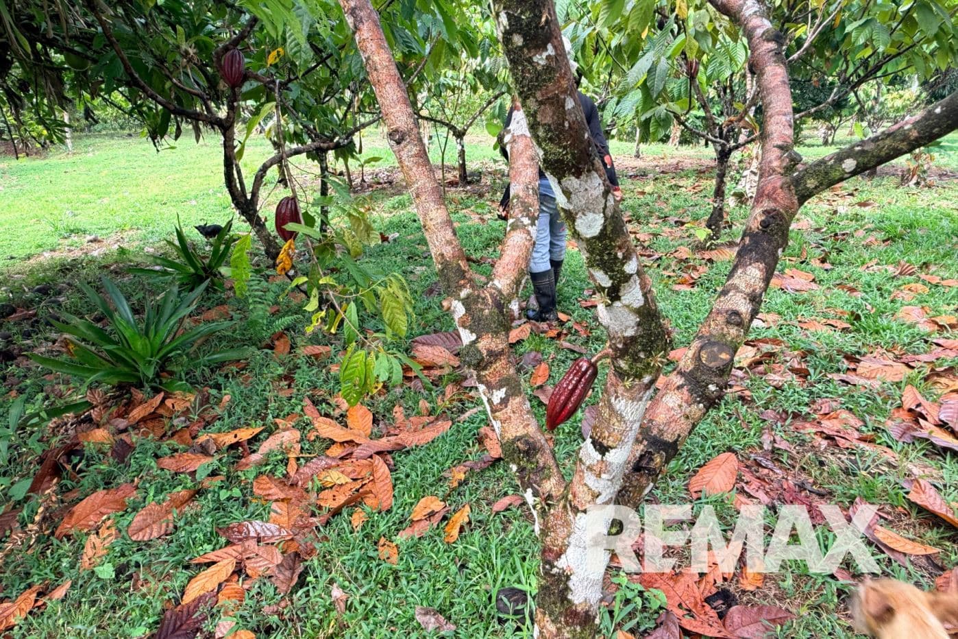 Turnkey Cacao Farm for Sale in Northern Costa Rica 71 Acres, photo 20