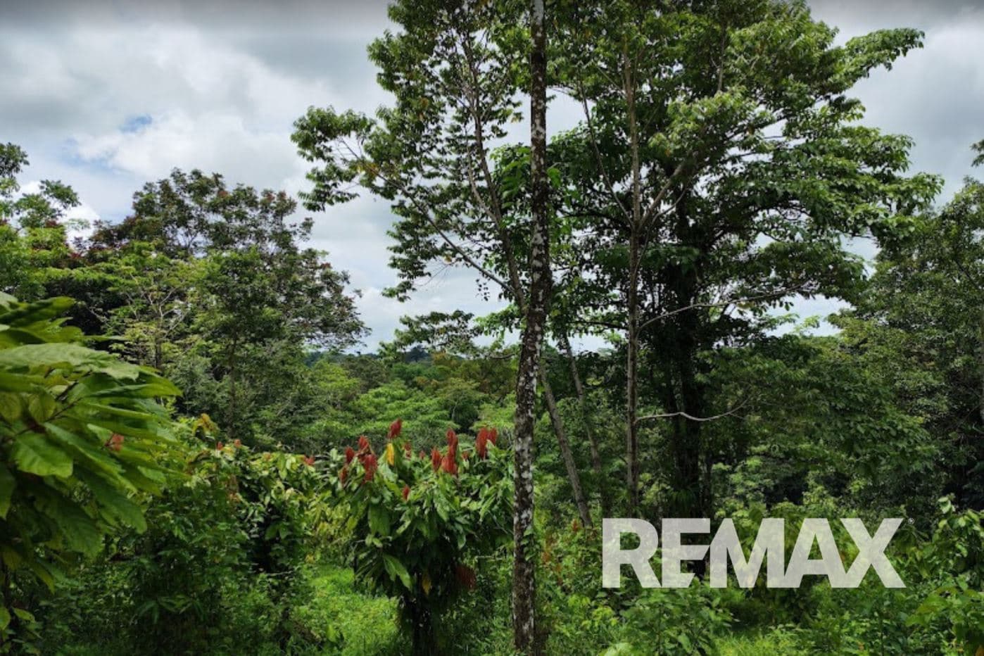 Turnkey Cacao Farm for Sale in Northern Costa Rica 71 Acres, photo 21