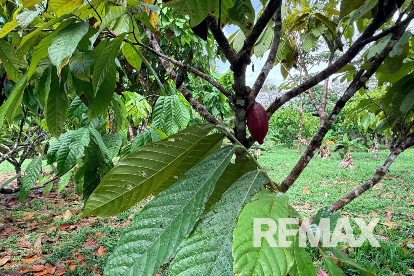 Turnkey Cacao Farm for Sale in Northern Costa Rica 71 Acres, photo 11