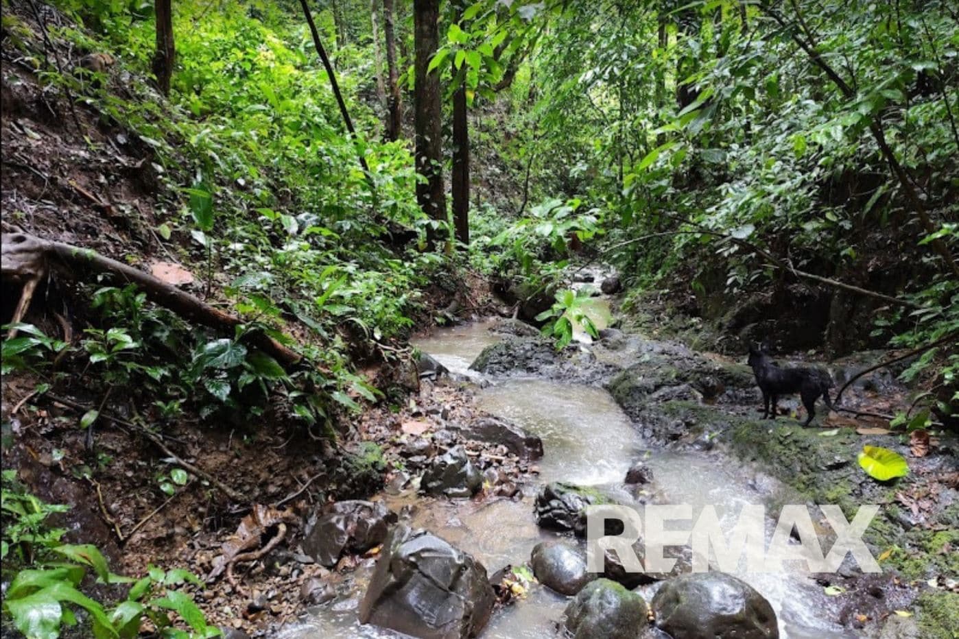 Turnkey Cacao Farm for Sale in Northern Costa Rica 71 Acres, photo 4
