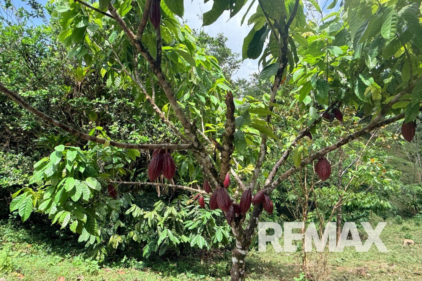 Turnkey Cacao Farm for Sale in Northern Costa Rica 71 Acres, photo 7