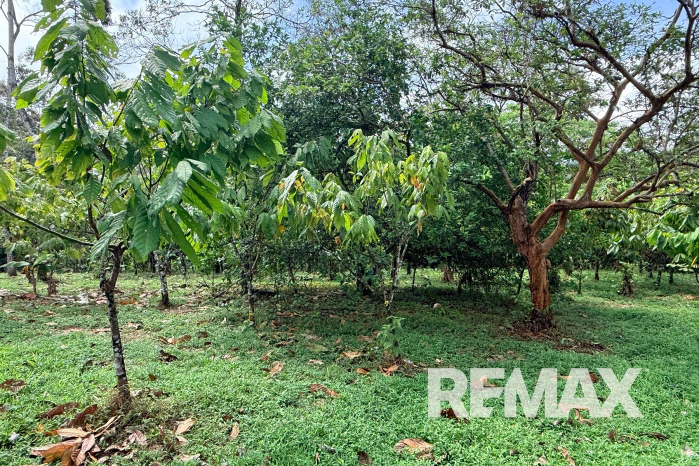 Turnkey Cacao Farm for Sale in Northern Costa Rica 71 Acres, photo 8