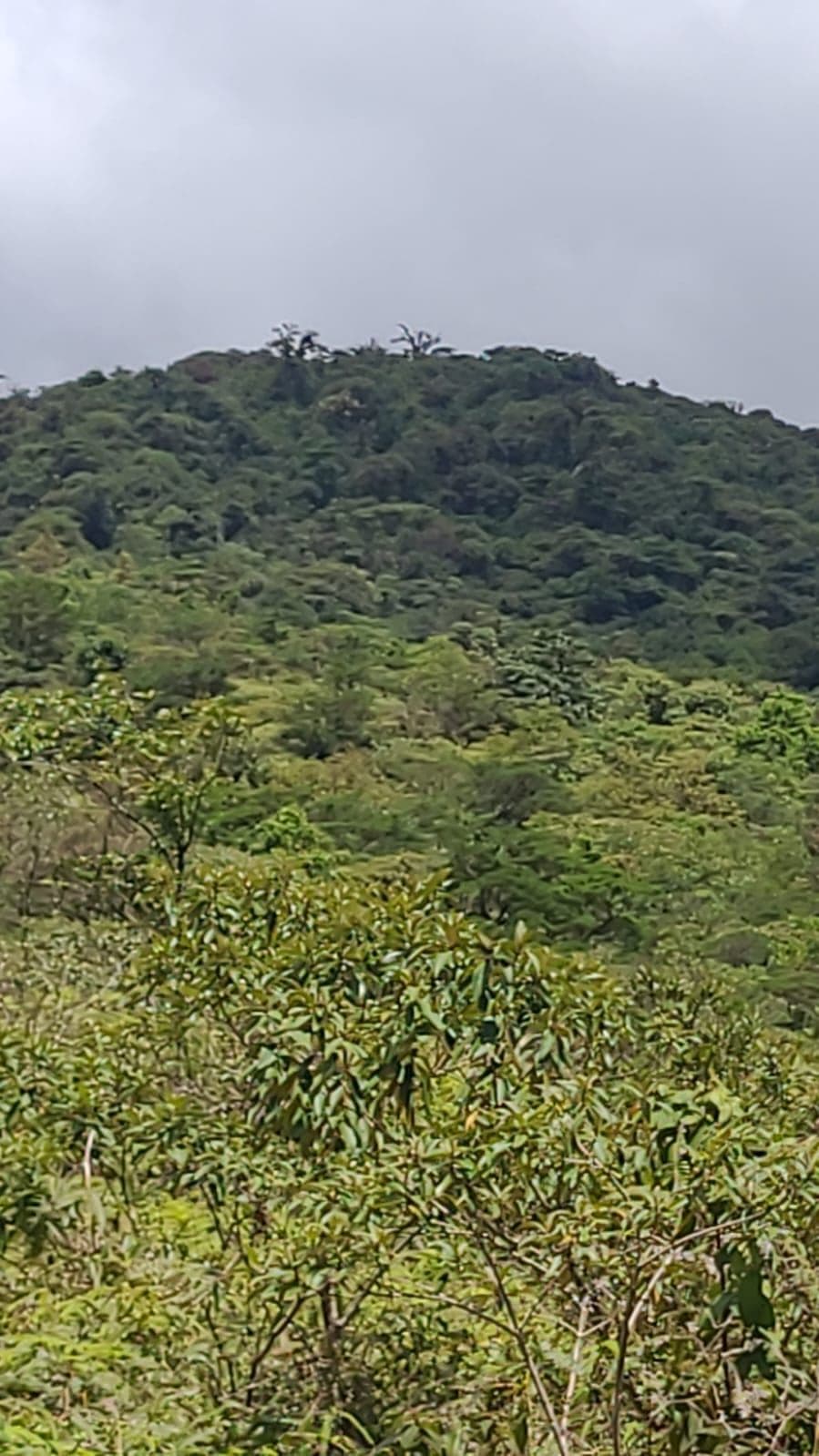 Preserve land in protected area Costa Rica, photo 4