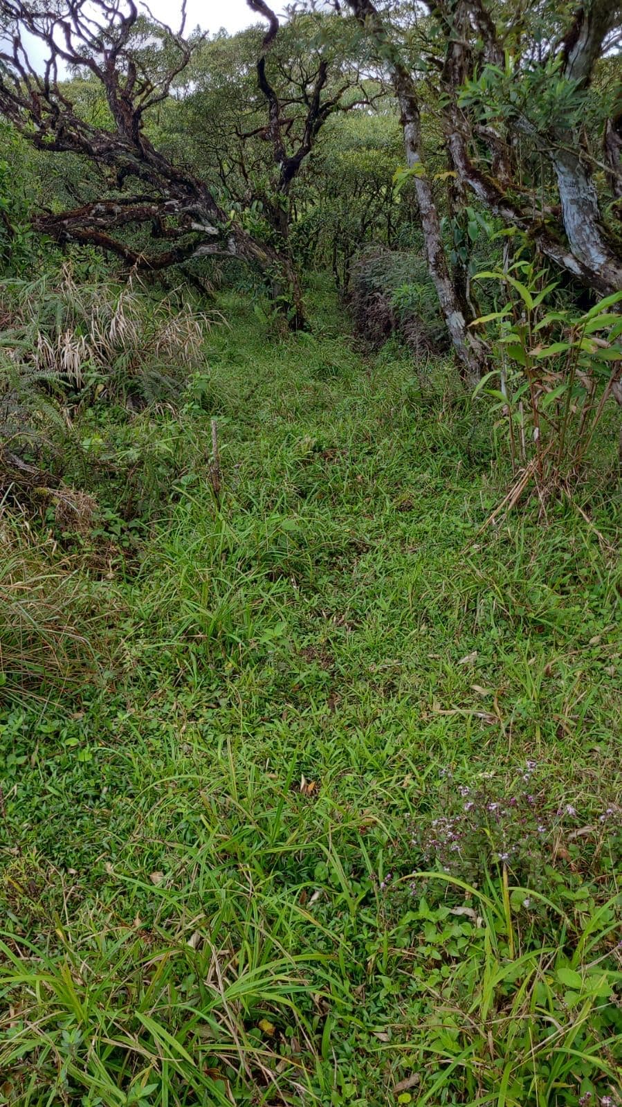 Preserve land in protected area Costa Rica, photo 6