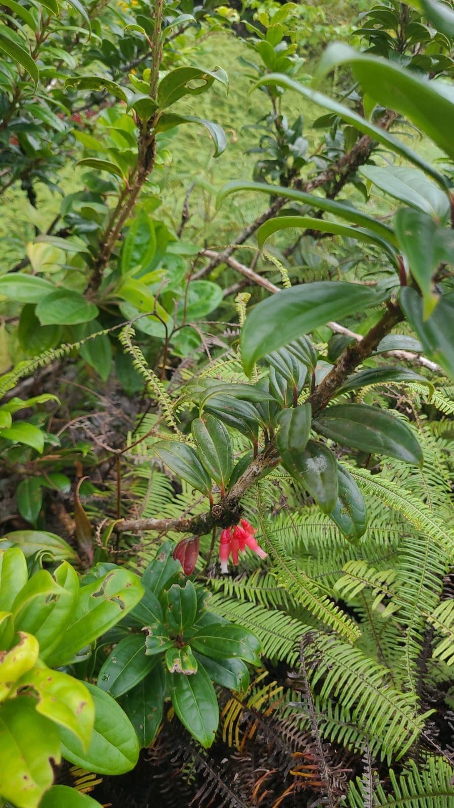 Preserve land in protected area Costa Rica, photo 15