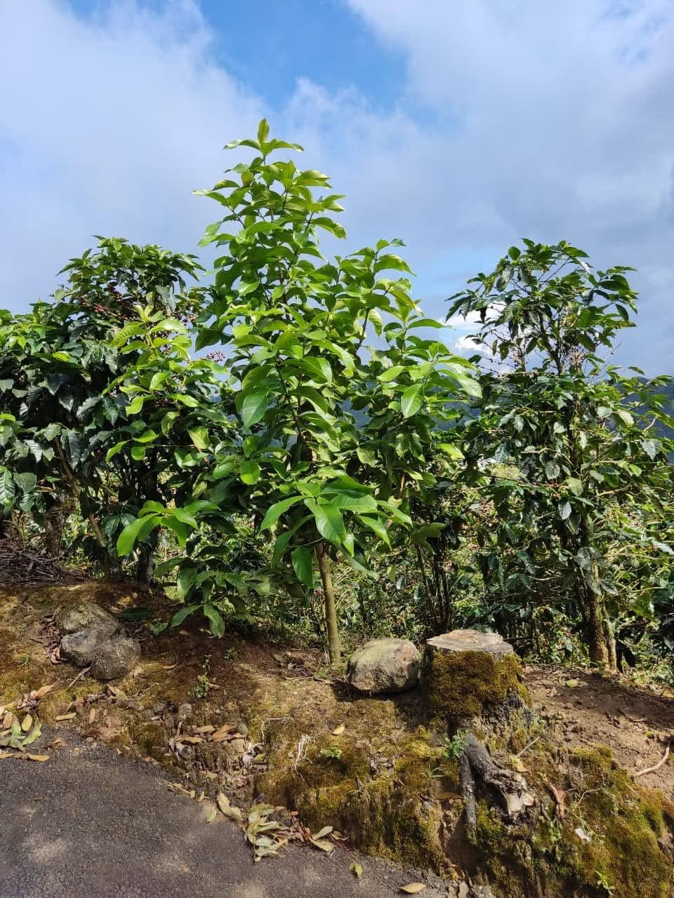 Reduced price for Stunning Mountain Property in Berlin, Costa Rica - Breathtaking Views & Income Potential, photo 17