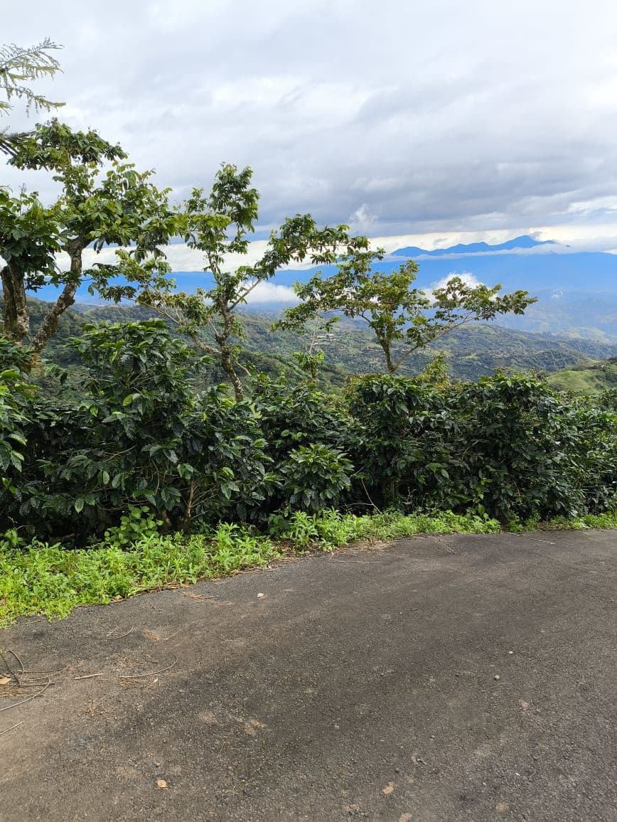 Reduced price for Stunning Mountain Property in Berlin, Costa Rica - Breathtaking Views & Income Potential, photo 27