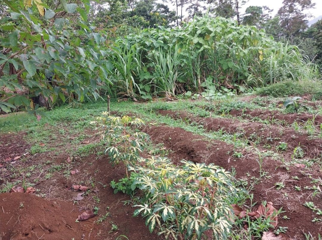 Expansive 37,000m² Farm Near La Fortuna – Stunning Arenal Volcano Views!, photo 7