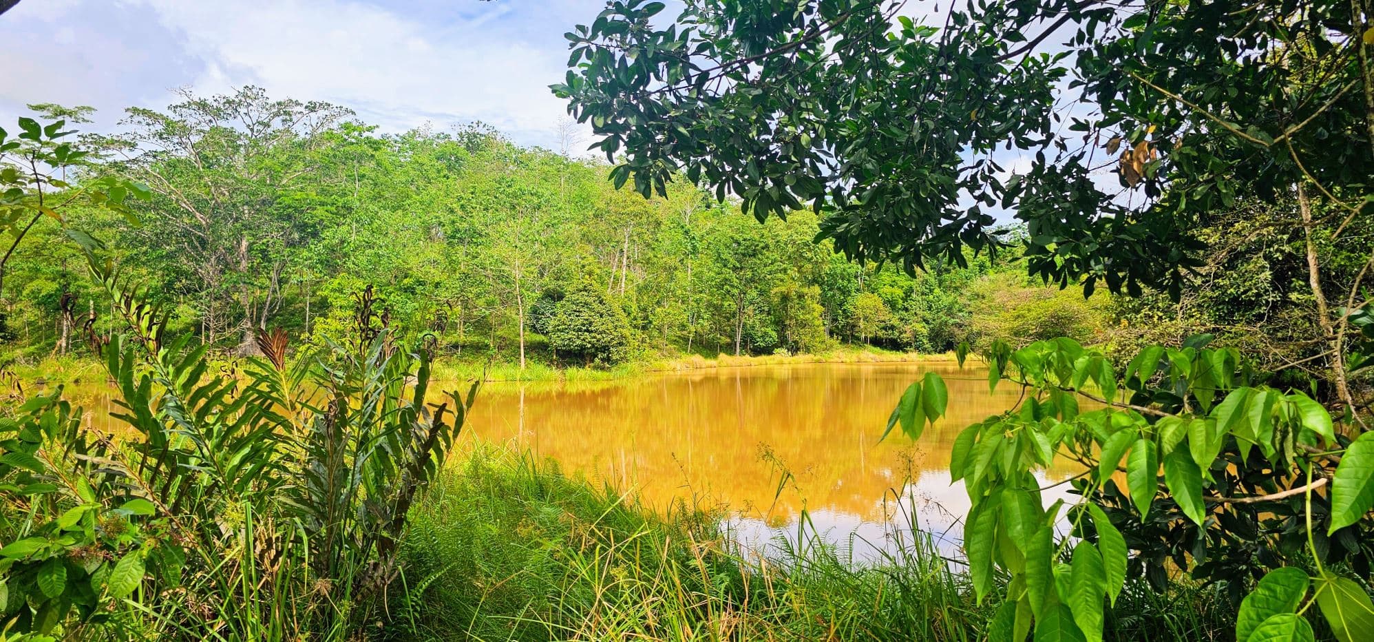 Fully Fenced 78,000m² Farm with Two Homes, Stables & Water Sources – Pocosol, San Carlos