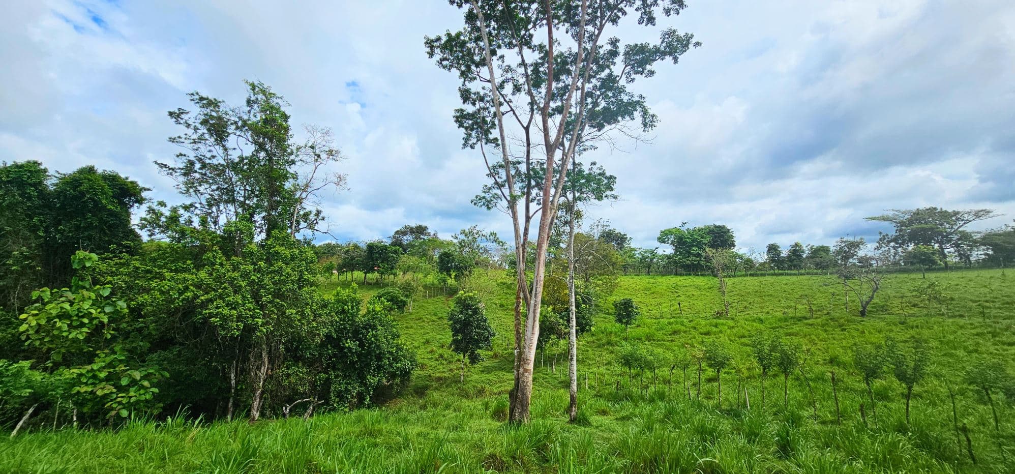 Fully Fenced 78,000m² Farm with Two Homes, Stables & Water Sources – Pocosol, San Carlos, photo 24