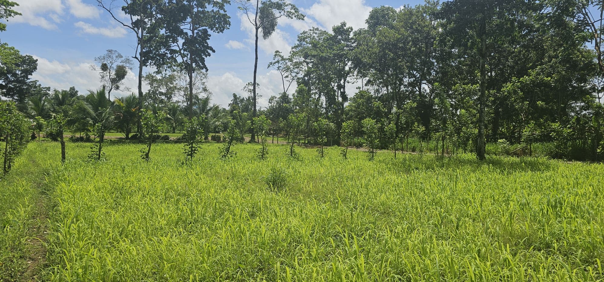 Prime Development Lot with Arenal Volcano Views – 14,000m² in Zonafluca, photo 2