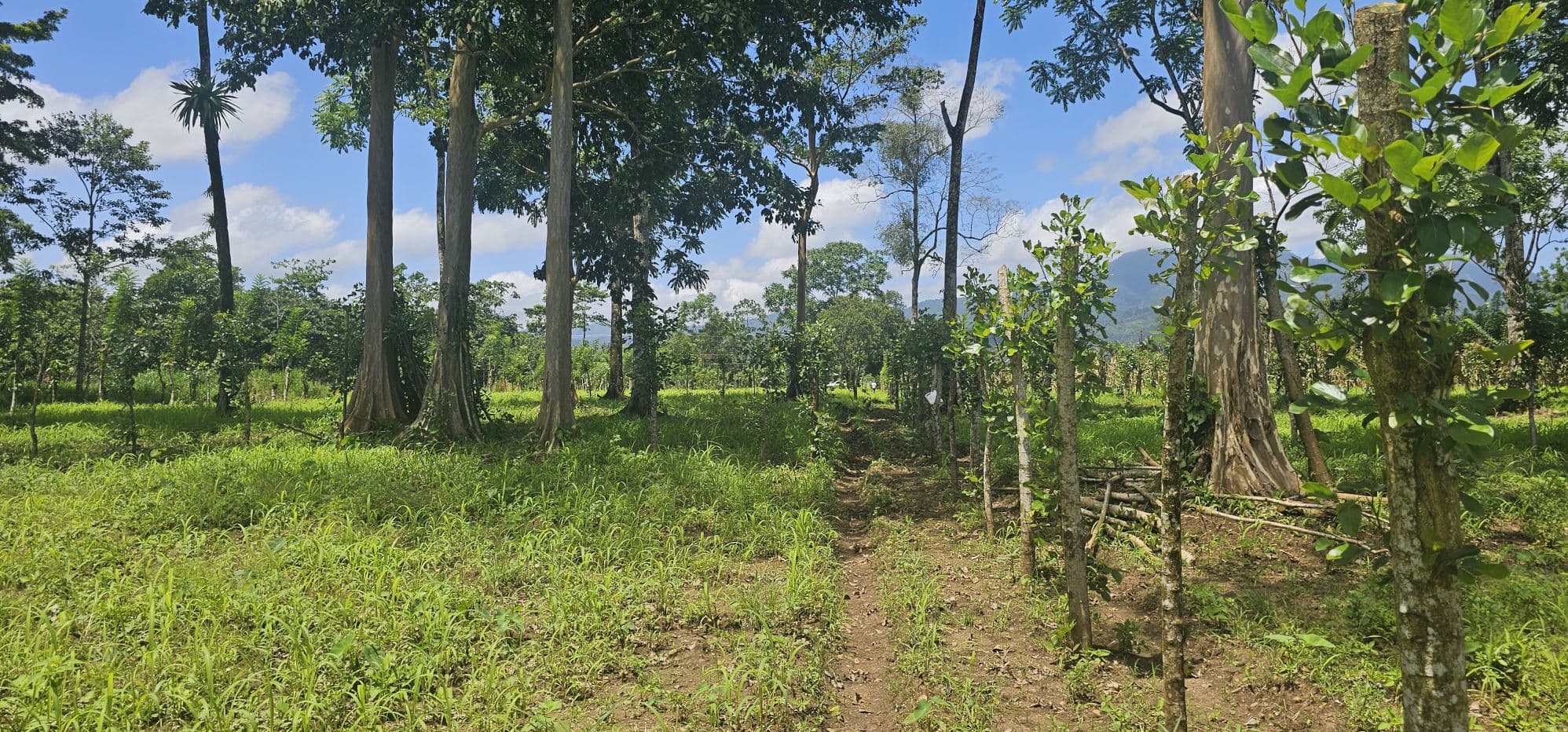 Prime Development Lot with Arenal Volcano Views – 14,000m² in Zonafluca, photo 3