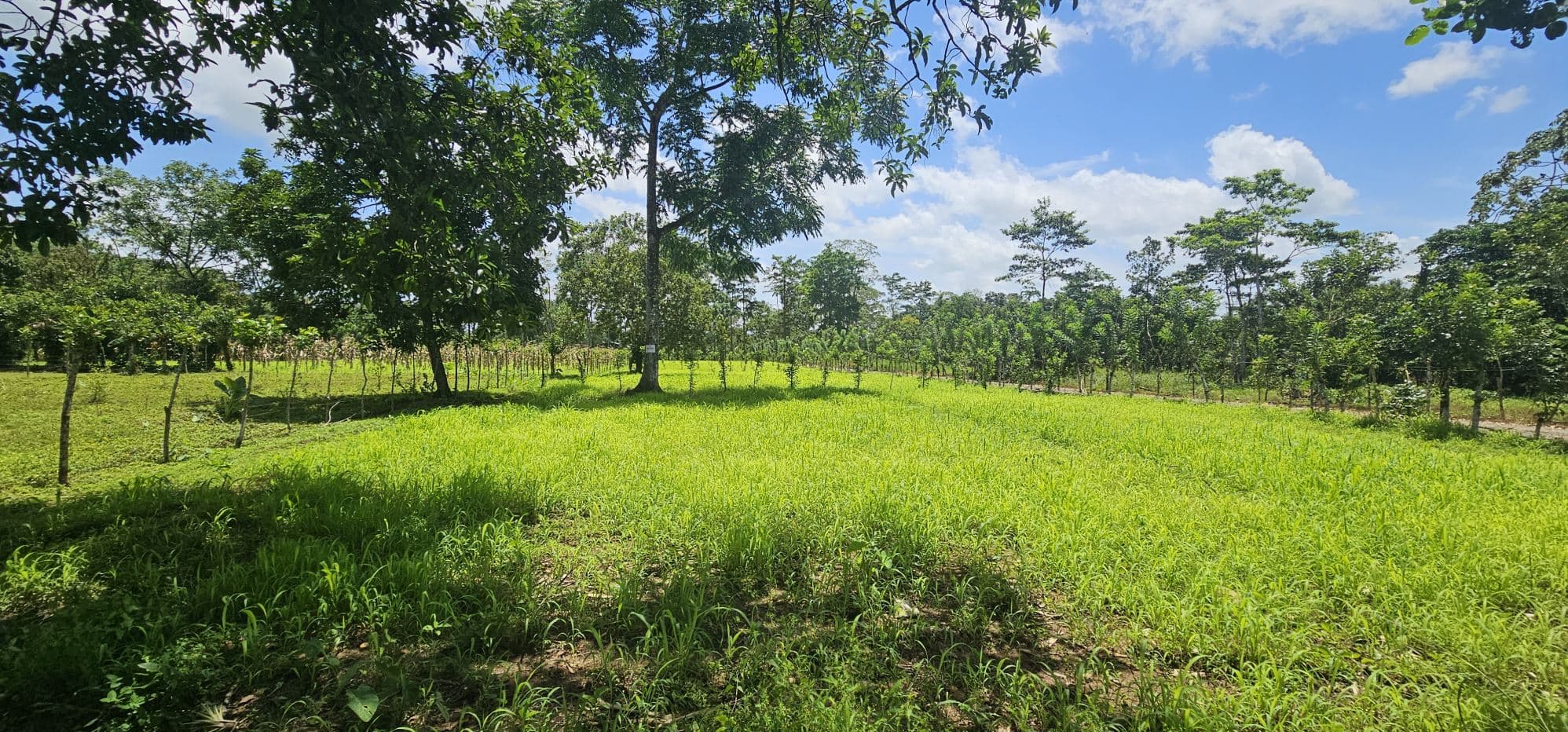 Prime Development Lot with Arenal Volcano Views – 14,000m² in Zonafluca, photo 9