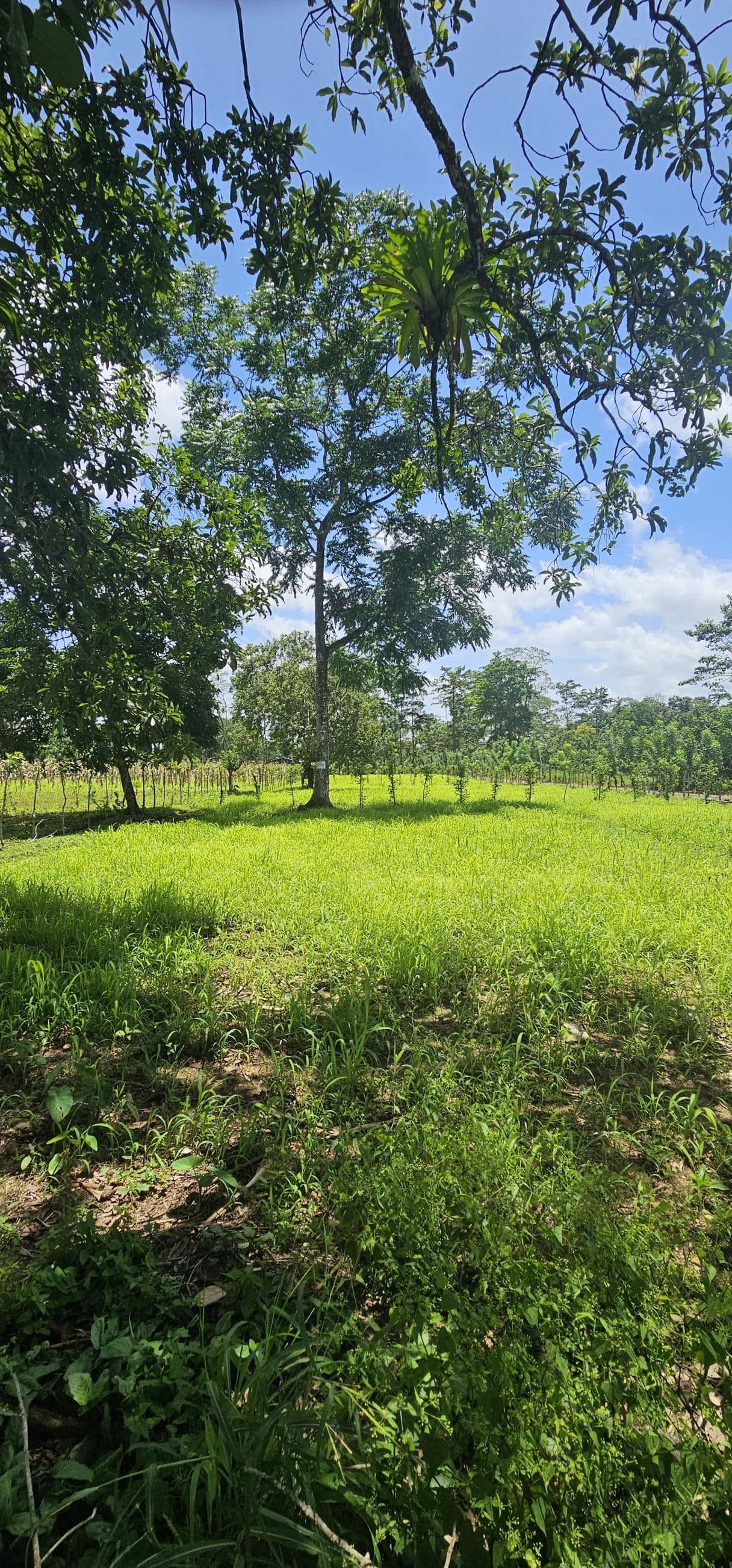 Prime Development Lot with Arenal Volcano Views – 14,000m² in Zonafluca, photo 5