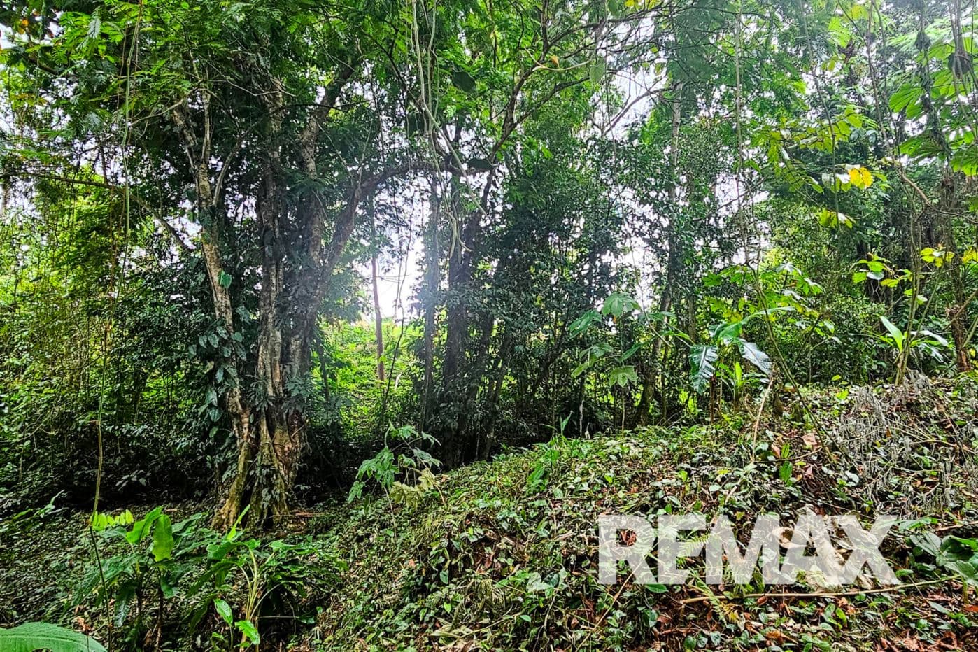 Beautiful Riverside Property in La Tigra – Great Value at ¢50,000,000, photo 2