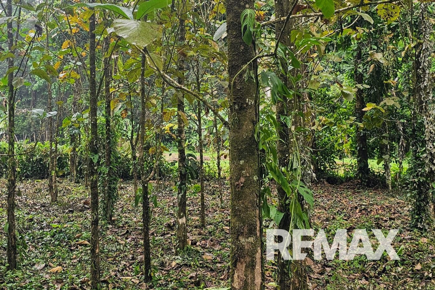 Beautiful Riverside Property in La Tigra – Great Value at ¢50,000,000, photo 5