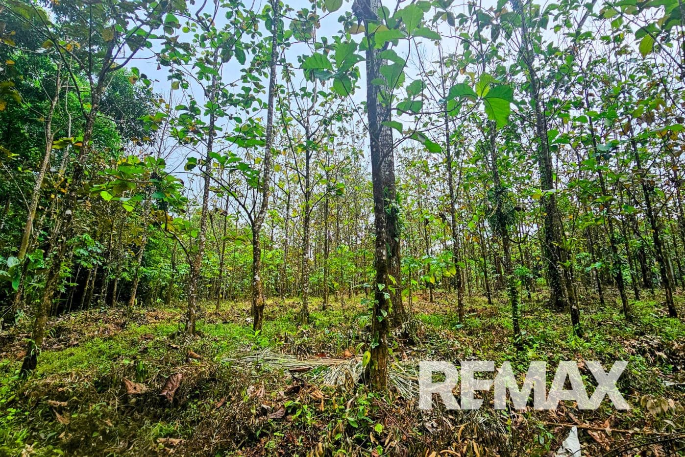 Beautiful Riverside Property in La Tigra – Great Value at ¢50,000,000