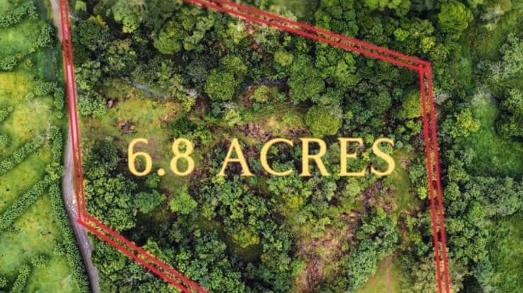 27,000+ m² Nature Retreat with Spring, River & Valuable Timber – La Palmera, photo 9