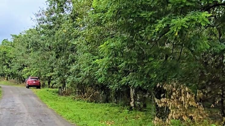 27,000+ m² Nature Retreat with Spring, River & Valuable Timber – La Palmera, photo 10