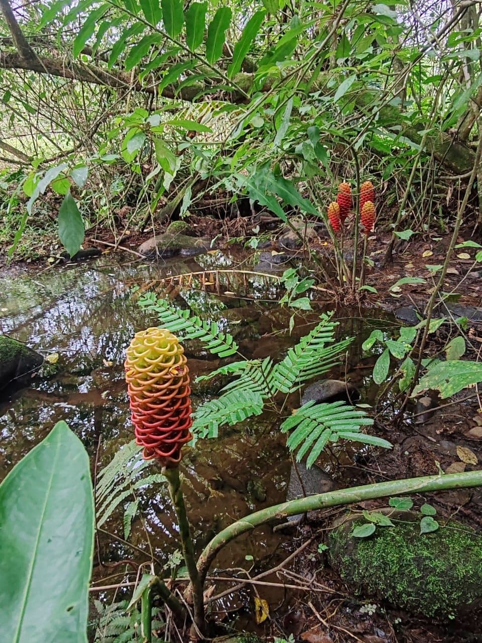27,000+ m² Nature Retreat with Spring, River & Valuable Timber – La Palmera, photo 2