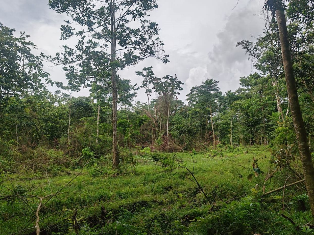 27,000+ m² Nature Retreat with Spring, River & Valuable Timber – La Palmera, photo 3