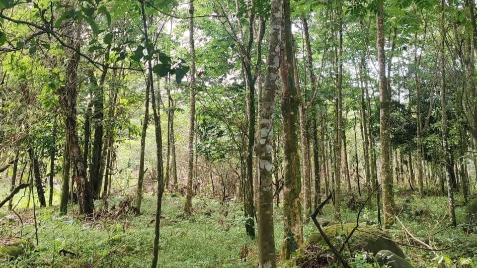 27,000+ m² Nature Retreat with Spring, River & Valuable Timber – La Palmera, photo 8