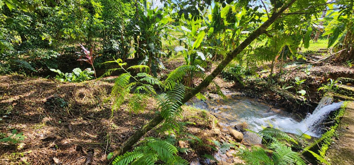 Income-Producing Nature Retreat for sale in Chachagua, La Fortuna, photo 23