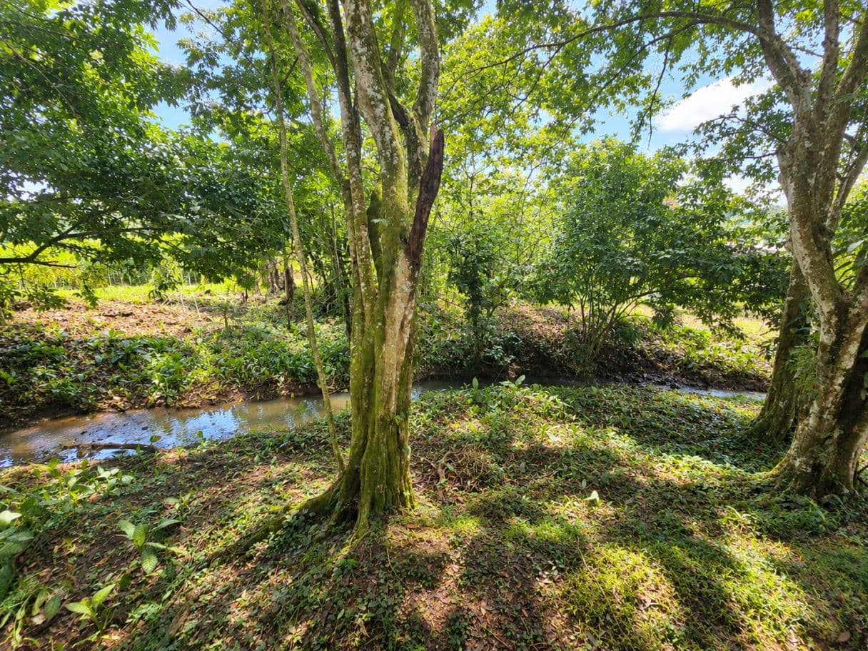 Income-Producing Nature Retreat for sale in Chachagua, La Fortuna, photo 5