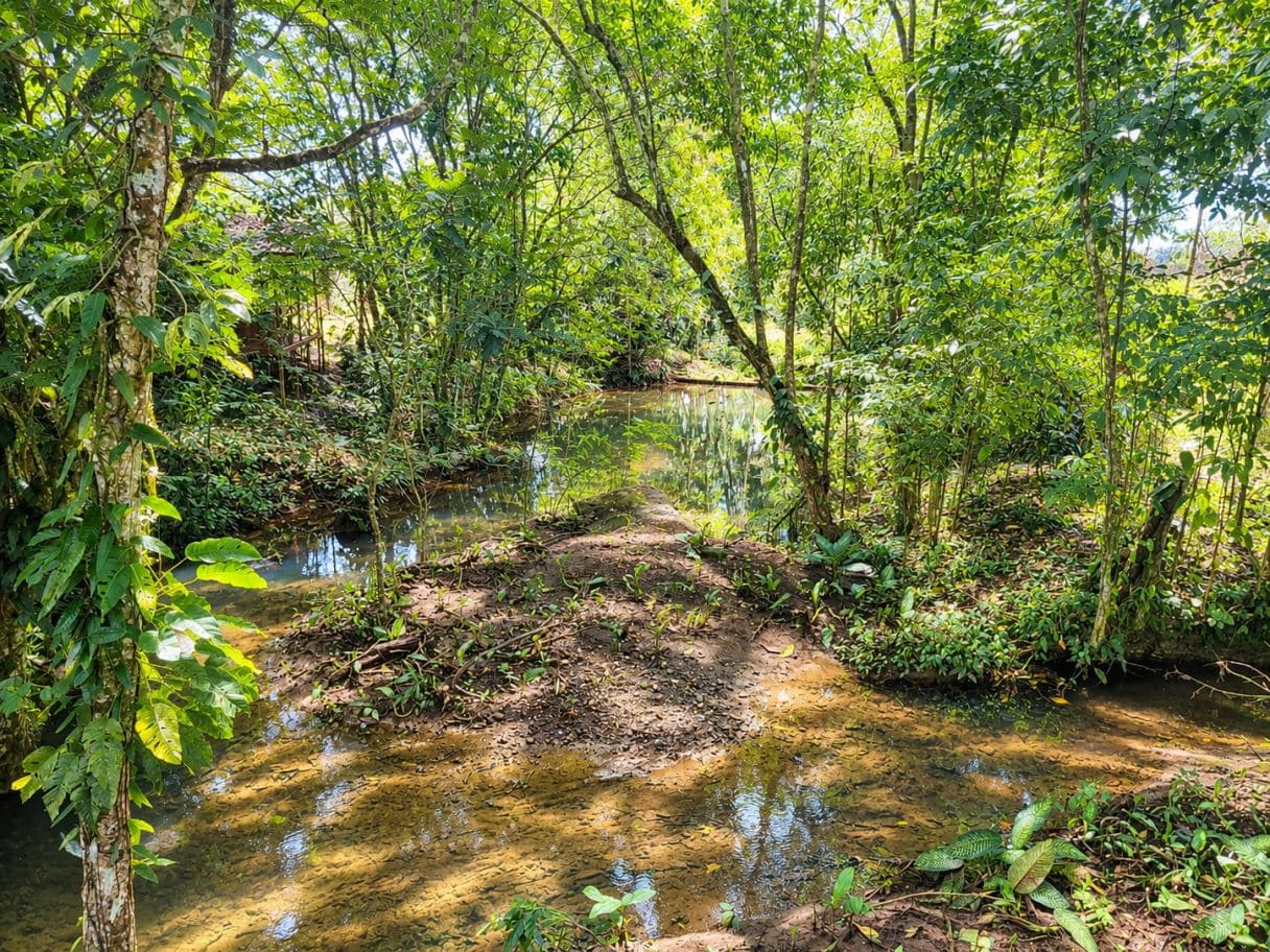 Income-Producing Nature Retreat for sale in Chachagua, La Fortuna, photo 4