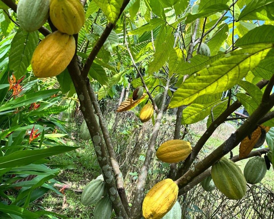 Income-Producing Nature Retreat for sale in Chachagua, La Fortuna, photo 27