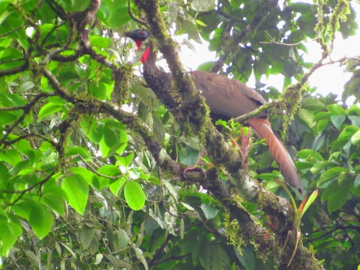 A Rare Tourism Opportunity on Costa Rica’s National Route 702, photo 25