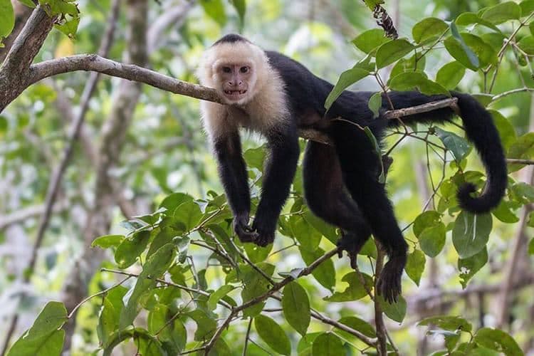 A Rare Tourism Opportunity on Costa Rica’s National Route 702, photo 18