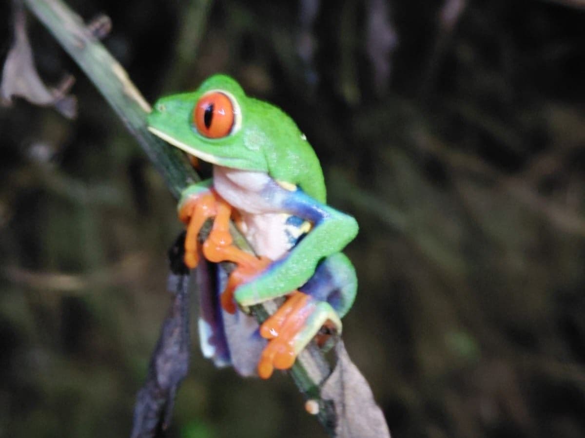 A Rare Tourism Opportunity on Costa Rica’s National Route 702, photo 14