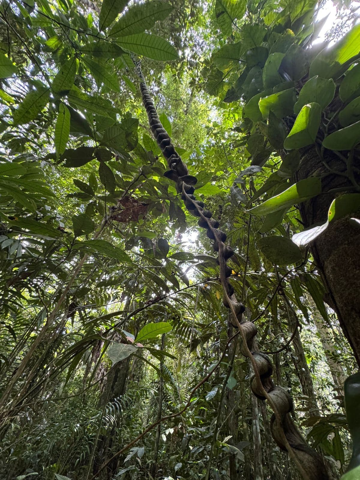 Mountain Land for Sale in Costa Rica – Forested Property, photo 9