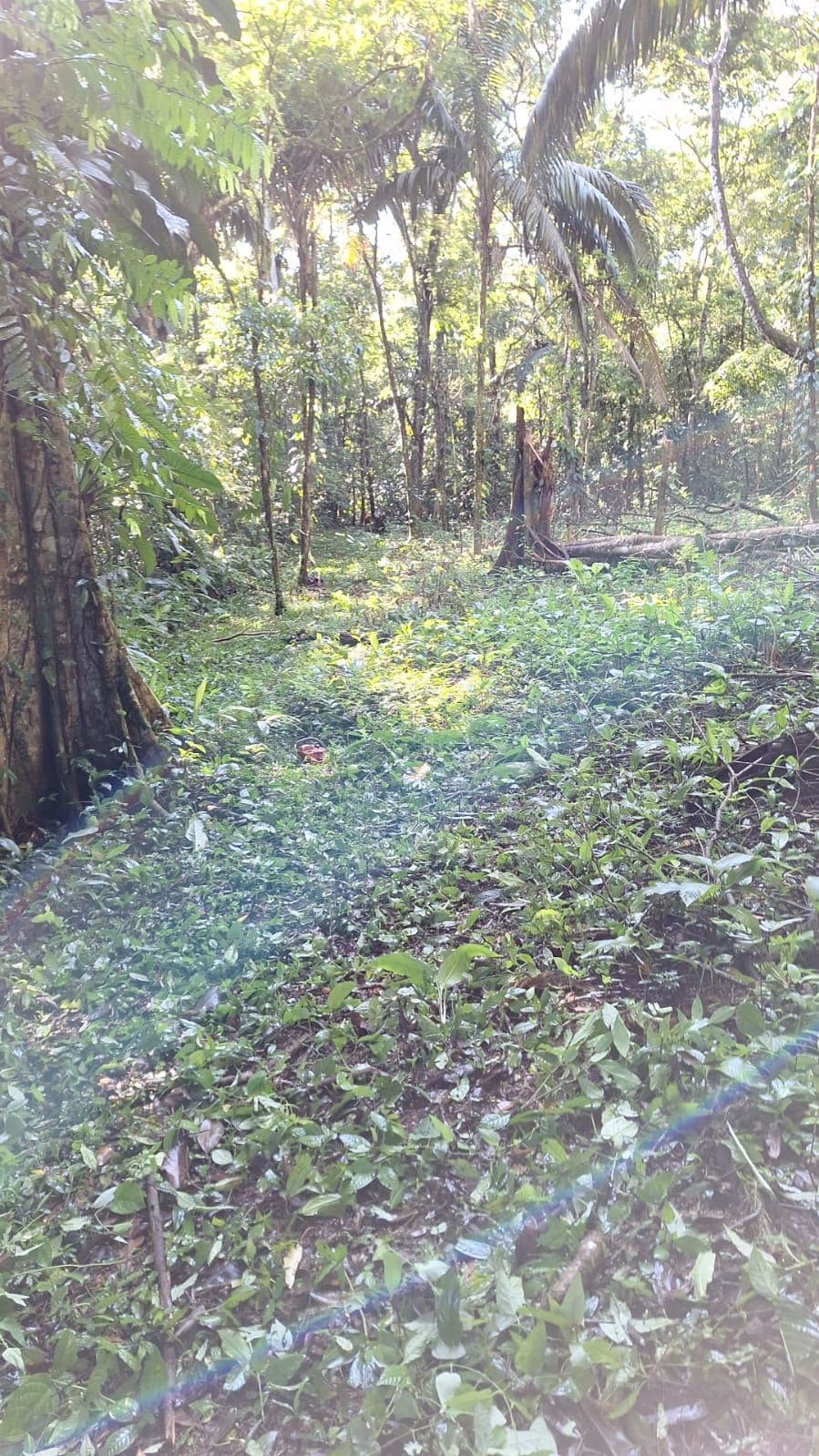 Mountain Land for Sale in Costa Rica – Forested Property, photo 8
