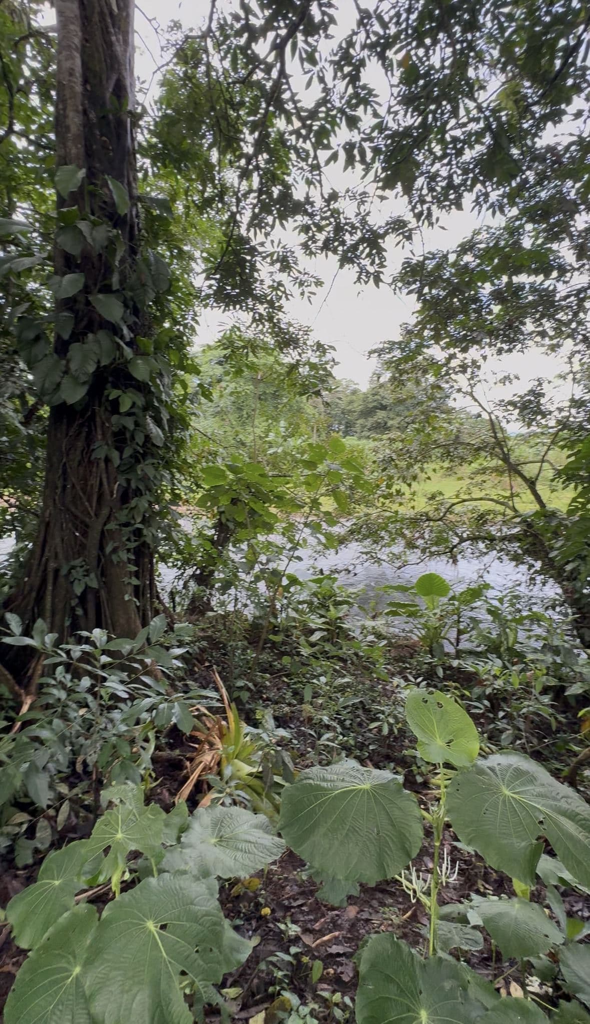 Riverside Land Just 5 Miles from La Fortuna – 6,284 m², photo 12